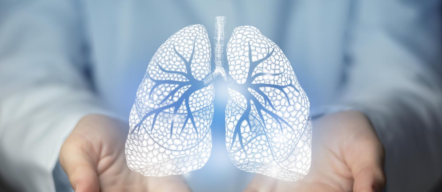 lungs